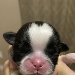 Shih Tzu Puppies from Willow Lane Shih Tzus