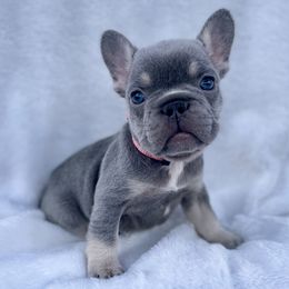 French Bulldogs and Yorkshire Terriers from Puppy Love AZ LLC