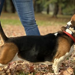 Daphne - Basset Hound