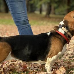 Daphne - Basset Hound