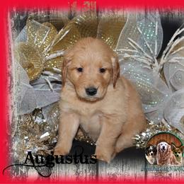 Augustus - Golden male Golden Retriever puppy in Anson, Texas from Diamond Bar N Ranch