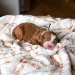 Tucker - Apricot male Goldendoodle puppy in Southeast Arcadia, Florida from Desoto Doodles