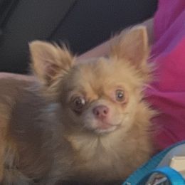Olivia - Chihuahua