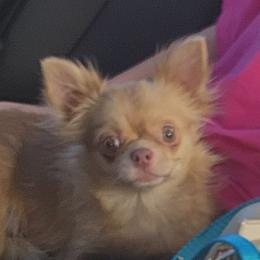 Olivia - Chihuahua