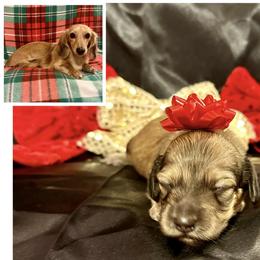 Sugarplum-Shaded Cream- will fade to cream-Price Listed - Cream female Dachshund puppy in Biloxi, Mississippi from Southern Doxies Ms