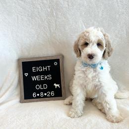 Bruce - White male Bernedoodle puppy in Sparrows Point, Maryland from Rosie’s Puppies