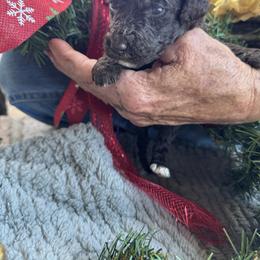 Brownie - Chocolate male Goldendoodle puppy in Cross, South Carolina from DoodleDandy & Danes
