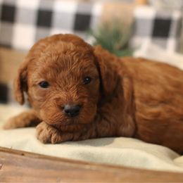 Charlie Brown - Red male Cavapoo puppy in Axtell, Texas from Dlm_doodles