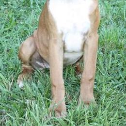 French Bulldogs from Clearview boxers