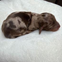 Chocolate Dapple Girl - Dapple female Dachshund puppy in Bakersfield, California from Pretty Dachshunds 661