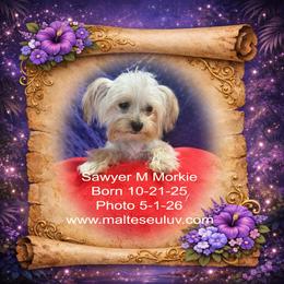 Sawyer is a sweet tiny Morkie Male.  He will come with CKC papers, a one year health guarantee all shots and started on potty pad training. - male Morkie puppy in Silverhill, Alabama from Malteseuluv’s Tiny Treasurers