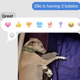 Elle - Whippet