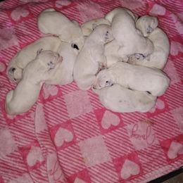 Labefana - White and black female Dalmatian puppy in Las Vegas, Nevada from 101 Dew Dream Valley Dalmatians