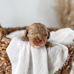 Brewed with love- Froth - Merle male Goldendoodle puppy in Russell Springs, Kentucky from Milk & Honey Doodles