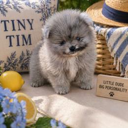 Tiny Tim - Blue merle male Pomeranian puppy in West Sacramento, California from Northern Cali Pomskies