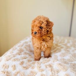 Apollo - Red  male Goldendoodle puppy in Elizabethtown, Kentucky from Reddy Poodles & Doodles