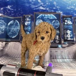 Poppy - Apricot female Goldendoodle puppy in Lake Panasoffkee, Florida from Donnas Deluxe Doodles LLC