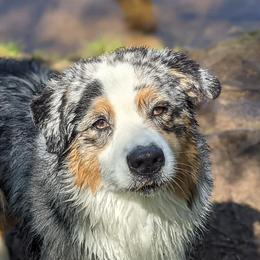 Bliss - Australian Shepherd
