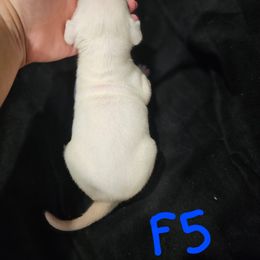 G5 - White and brindle female American Bulldog puppy in Yellville, Arkansas from Offerman Family Bulldogs