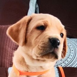 Labrador Retrievers from Loyd’s Labradors