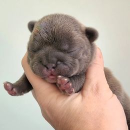 French Bulldog Puppies from PHP's Starbulls