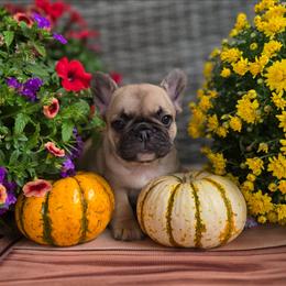 Pink Collar girl - Fawn female French Bulldog puppy in Polk City, Florida from Best Friend Frenchies, LLC