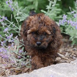 Matt - Red male Whoodle puppy in West Bend, Iowa from Blue Skies Terriers