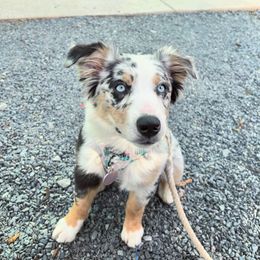 Miniature Australian Shepherd Puppies from Yarborough Kennels