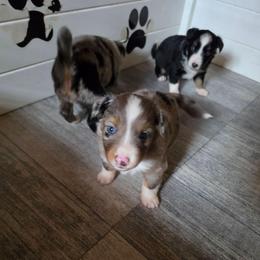 Filly - Blue merle female Miniature Australian Shepherd puppy in Lithia, Florida from Waterford Doodle Farm