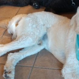 Double Doodles and Goldendoodles from Melina’s Doodles of Fun