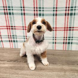 Miniature Schnauzers from Crownedschnauzers