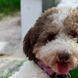 Molly - Poodle