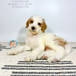 Basil - Parti male Goldendoodle puppy in Southwest Ranches, Florida from Dandy Doodle Ranch