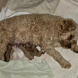 Apricot Girl - Apricot female Cavapoo puppy in Gunnison, Utah from Curls and Camo Pups