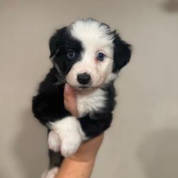 Female2 - Black tri female Miniature Australian Shepherd puppy in Angleton, Texas from 4LH Australian shepherds
