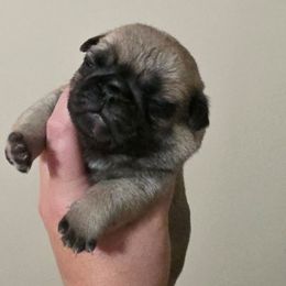 Suzie - Fawn female Pug puppy in Olin, North Carolina from Piggy Pugs