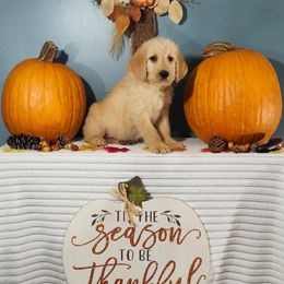 Appreciation - Cream male Labradoodle puppy in Gainesboro, Tennessee from Family Tradition