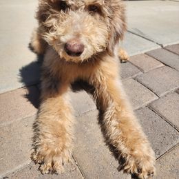 Jagger - Merle Labradoodle puppy in Phoenix, Arizona from AZ Blue Sky Dogs