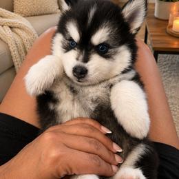 Alvin - Black and white male Pomsky puppy in Riverside, California from LittleLoyalz