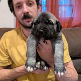 Michael - Gray fawn male Anatolian Shepherd Dog puppy in Jackson, New Jersey from Homestead Heaney