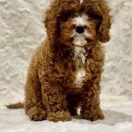 Cavapoo Puppies from Coastal Cavapoos