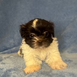 Alfredo - Liver and white male Shih Tzu puppy in California from Boodaboo Shih Tzu’s