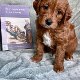 Kipling (Red Collar) - Red  male Goldendoodle puppy in China Grove, North Carolina from Lasting Legacy Family Dogs