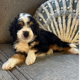 Mac - Tri-color male Bernedoodle puppy in Willacoochee, Georgia from Kitandkboodle's Doodles