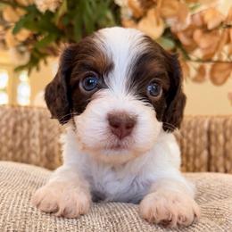 July - Tri-color male Cavapoo puppy in Yuciapa, California from AlltheDoodlez_