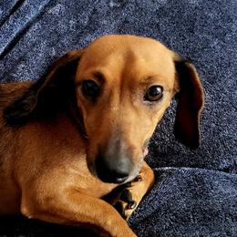 Queenie - Dachshund