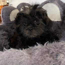 Puppy 5 - Black and tan female Shih Tzu puppy in Kingsley, Michigan from Joseph's Shih Tzus