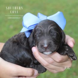 Jess - Chocolate male Australian Labradoodle puppy in Winter Haven, Florida from Southern Cove Labradoodles