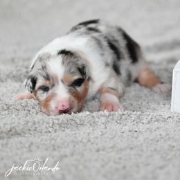 Boy 2 - Red merle male Australian Shepherd puppy in Rochester, Massachusetts from Clover Creek Aussies