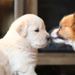 Golden Retriever Puppies from OPK GOLDENS